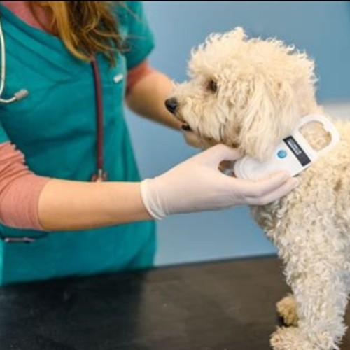 Are Your Pet's Microchip Details Up to Date?