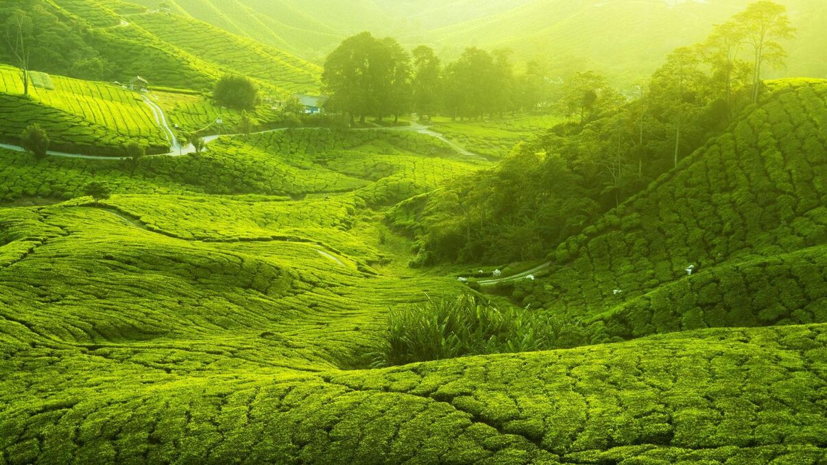 Cameron Highlands Resort