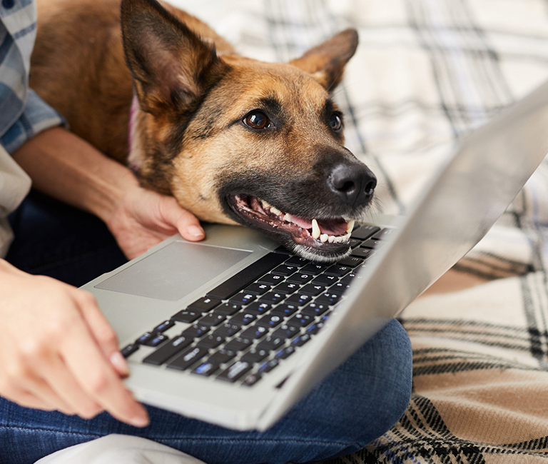 Contact Us | Brixham Dog Training