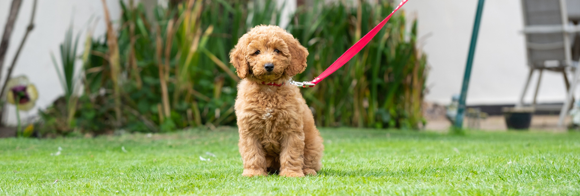 Puppy Programme | Brixham Dog Training