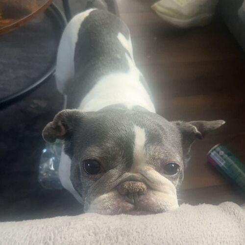 Online Book of Remembrance | Rainbow Bridge Pet Funeral Services