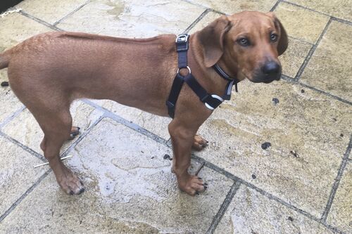 Gallery | Brixham Dog Training