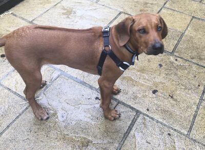 Brixham Dog Training