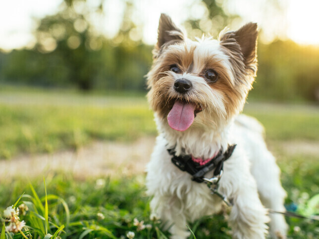 Dedicate A Tree | Rainbow Bridge Pet Funeral Services