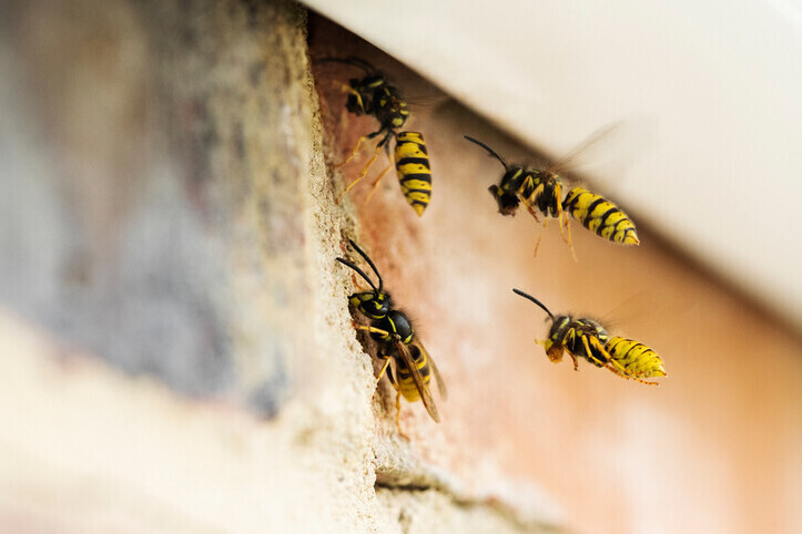 Services | Northdowns Pest Control Ltd | Pest control Guildford | Rodent control Guildford, Woking | Wasp nest removal Surrey