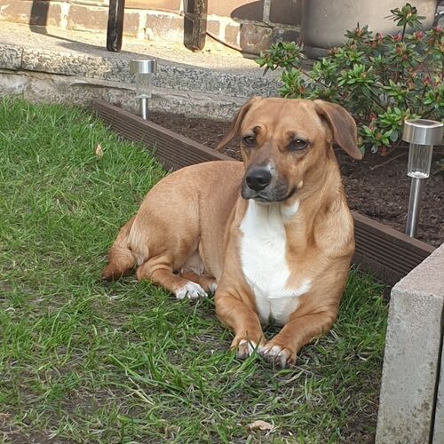 Online Book of Remembrance | Rainbow Bridge Pet Funeral Services