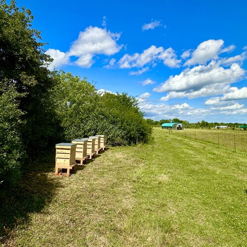 Gallery | East Anglia Apiaries | Raw honey | Local honey | Natural Honey