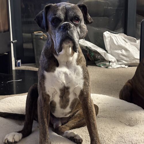 Online Book of Remembrance | Rainbow Bridge Pet Funerals