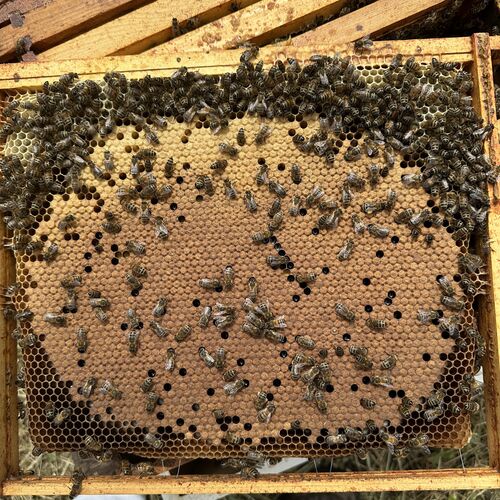 Gallery | East Anglia Apiaries | Raw honey | Local honey | Natural Honey
