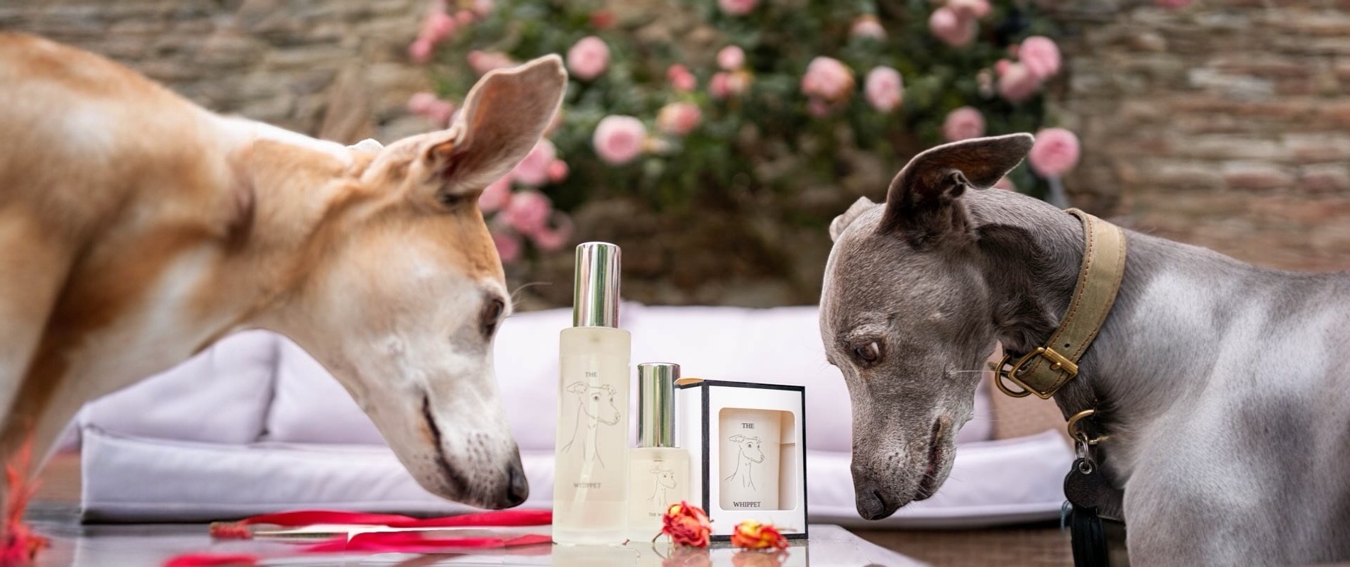 Dog Safe Candles Brighton