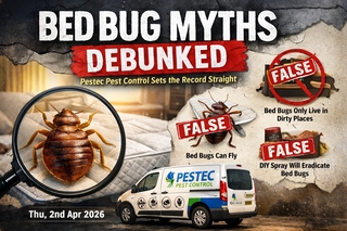 Bed Bug Myths Debunked – Pestec Pest Control Sets the Record Straight
