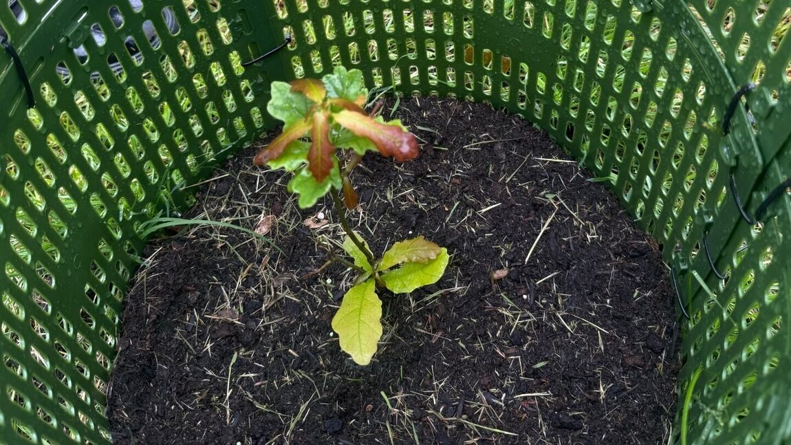 Bradfield Allotments and Recreation Ground Charity | Bradfield Parish Council