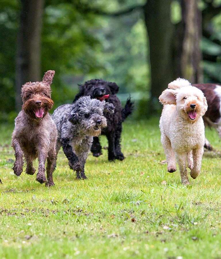 Brixham Dog Training