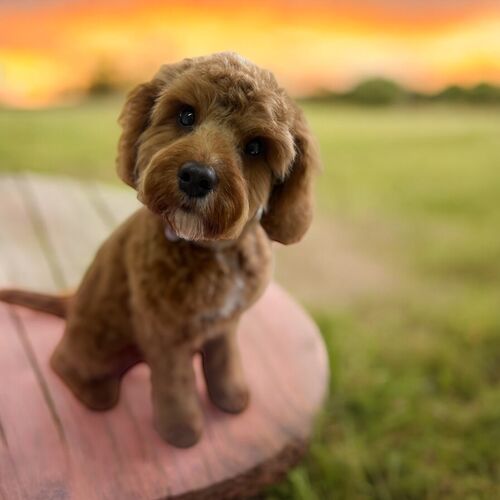 Windle Woofs | Dog Grooming | Photos | Gallery |