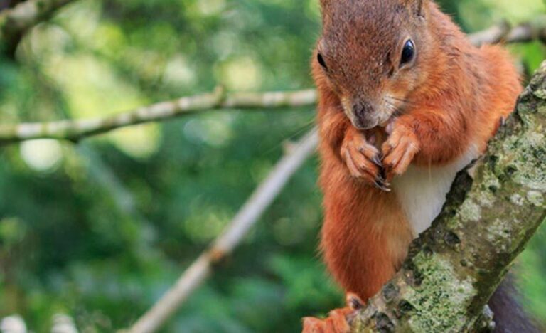 News | Omega Ecology Ltd | Preliminary Ecological Assessment (PEA)  | Biodiversity Net Gain (BNG )   | Ecological Clerk of Works (ECoWs)   