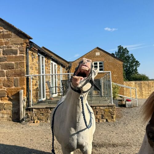 SUMMER EVENTS | Brampton Stables LLP | Riding Lessons in Church Brampton | Horse Riding all ages near Althorp Estate | Learn to Ride near Northampton