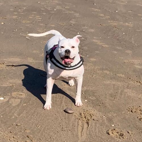 Online Book of Remembrance | Rainbow Bridge Pet Funerals
