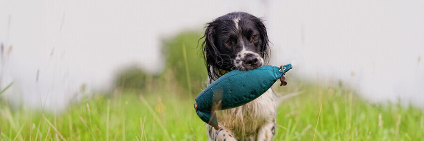 Adult Handling Skills | Brixham Dog Training