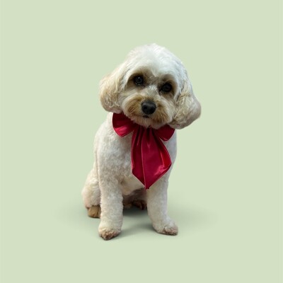 Dog groomers
