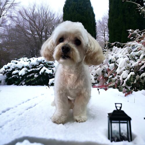 Windle Woofs | Dog Grooming | Photos | Gallery |
