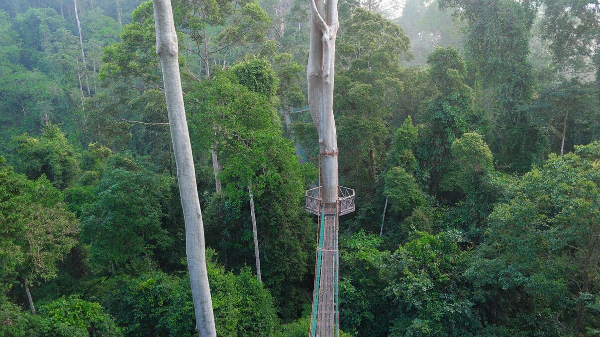 Borneo Rainforest Lodge - Danum Valley