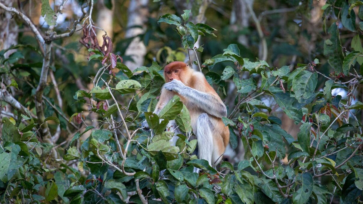 Kinabatangan Wetlands Resort