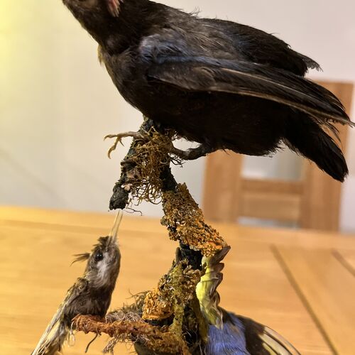 Taxidermy Specimens Under Glass Dome