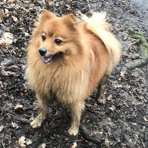 Online Book of Remembrance | Rainbow Bridge Pet Funeral Services