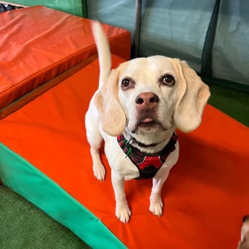 Online Book of Remembrance | Rainbow Bridge Pet Funeral Services