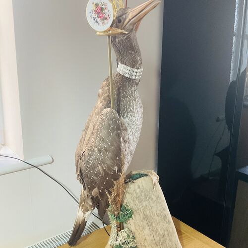 Large Taxidermy Cormorant