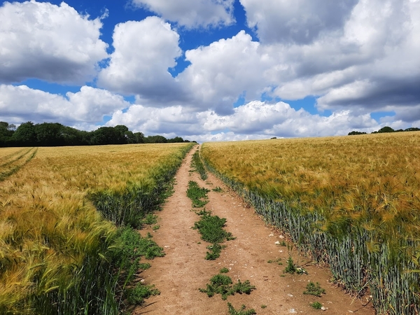 May there be a superabundance of life