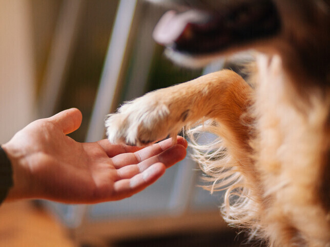 Out of Hours | Rainbow Bridge Pet Funeral Services