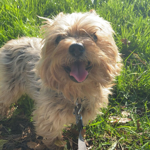 Online Book of Remembrance | Rainbow Bridge Pet Funeral Services