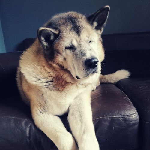 Online Book of Remembrance | Rainbow Bridge Pet Funeral Services
