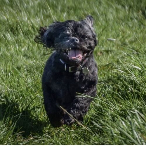 Online Book of Remembrance | Rainbow Bridge Pet Funeral Services