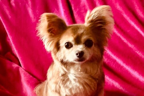 Penny
