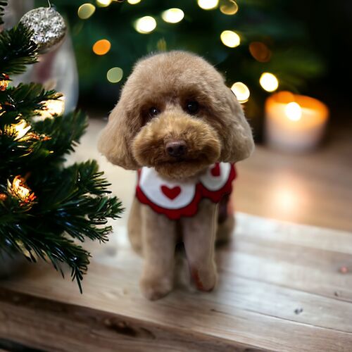 Windle Woofs | Dog Grooming | Photos | Gallery |