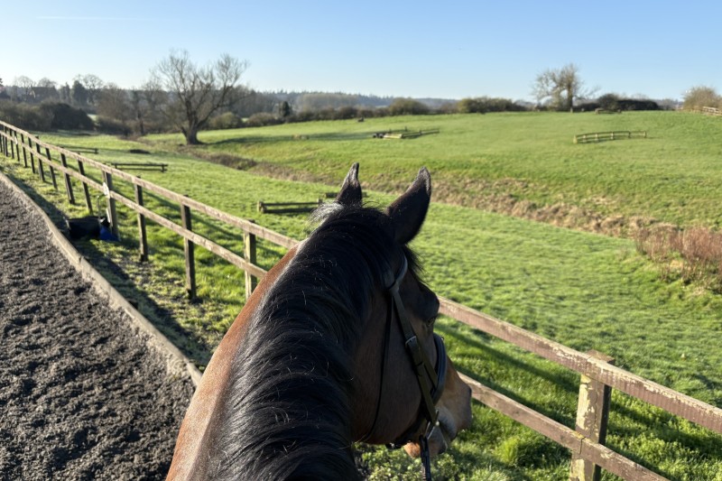 SUMMER AT BRAMPTON STABLES | Brampton Stables LLP | Riding Lessons in Church Brampton | Horse Riding all ages near Althorp Estate | Learn to Ride near Northampton
