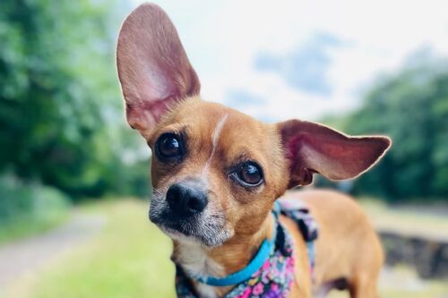 Max