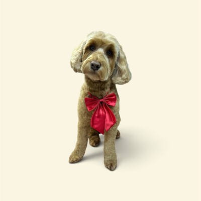 Dog grooming, dog groomer