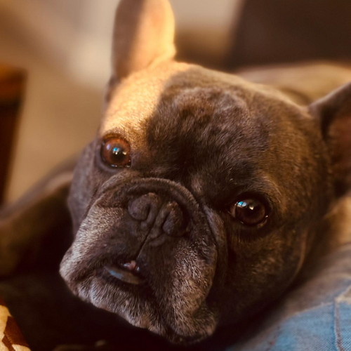 Online Book of Remembrance | Rainbow Bridge Pet Funerals