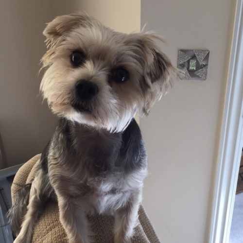 Online Book of Remembrance | Rainbow Bridge Pet Funeral Services