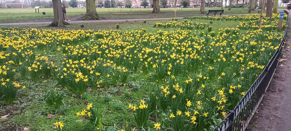 Battersea Bridge to Putney, Thursday 19th February 