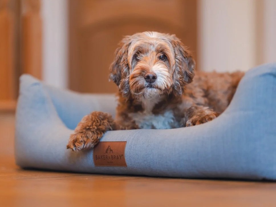 Entrepreneur acquires sustainable pet brand