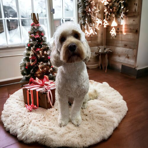 Windle Woofs | Dog Grooming | Photos | Gallery |