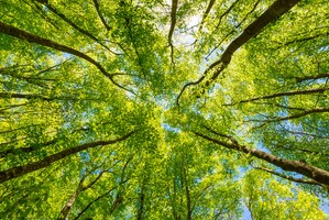 Lone Care Services now trading Independently