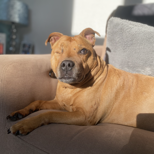 Online Book of Remembrance | Rainbow Bridge Pet Funerals
