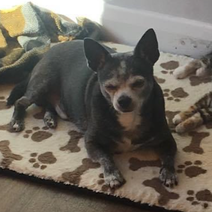 Online Book of Remembrance | Rainbow Bridge Pet Funerals