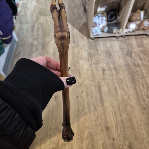 Roe Deer Leg - Natural