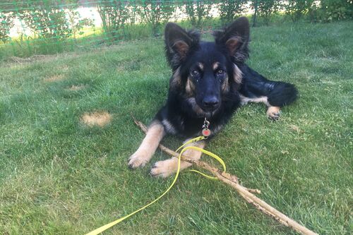 Gallery | Brixham Dog Training